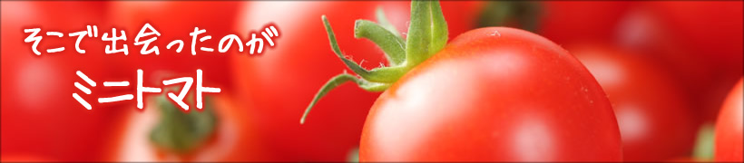 そこで出会ったのがミニトマト